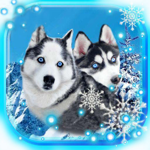 Husky Dogs