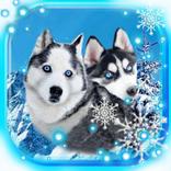 Husky Dogs