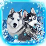 Husky Dogs simgesi