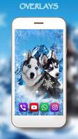 Husky Dogs 截圖 3