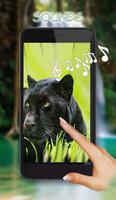 Panthers live wallpaper স্ক্রিনশট 1