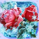 Roses Snow Winter APK