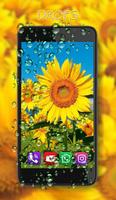 Sunflowers Live Wallpaper скриншот 1
