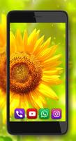 Sunflowers Live Wallpaper captura de pantalla 3