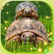 Turtles Cute Live Wallpaper