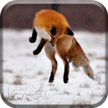 Fox tonto salto en la nieve