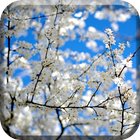 Spring Nature Awakes Live Wall simgesi