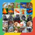 Guest What Animal