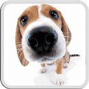 APK DOG LICKS SCREEN LWP FREE