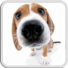 DOG LICKS SCREEN LWP FREE أيقونة