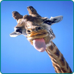Giraffe Wallpaper