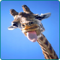 Giraffe Wallpaper