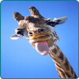 Giraffe Wallpaper icono