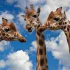 Giraffe Wallpapers - Free & HD simgesi