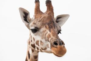 Giraffe Wallpapers - Free & HD Plakat