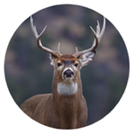 Trail Camera pro2 icon