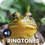 Frog Ringtones