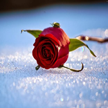 ”صور مميزة