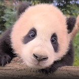 푸덕푸덕 - 에버랜드 아기판다 푸바오 덕질 어플