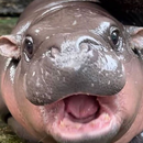APK Moo DENG: The Bouncing Hippo!