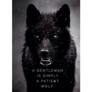 6500 Wolf Wallpapers For Android Apk Download
