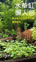 水草缸懶人包-入門篇  水草、魚、魚缸, Aquatic Planting, Aquarium ポスター