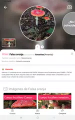 Descargar APK de Picture Mushroom: Champiñón ID