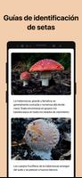 Picture Mushroom captura de pantalla 3