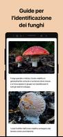 3 Schermata Picture Mushroom