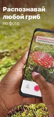 Скачать Picture Mushroom - Mushroom ID APK