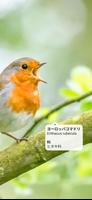 Picture Bird スクリーンショット 1