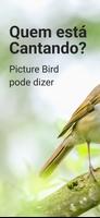Picture Bird Cartaz