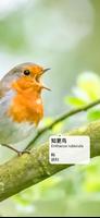 Picture Bird 截图 1