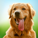 Virtual Pet Dog Sim: Dog Games APK