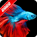 Betta Fish Wallpaper APK