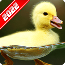 Duck Wallpaper APK