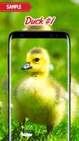 Duck Wallpaper poster