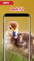 Duck Wallpaper screenshot 1