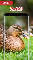 Duck Wallpaper screenshot 2