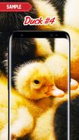 Duck Wallpaper screenshot 3