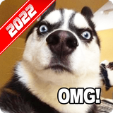 Funny Dog Pictures icon