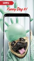 Funny Dog Pictures poster