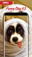 Funny Dog Pictures screenshot 2