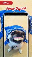 Funny Dog Pictures screenshot 3