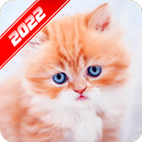 Kitten Wallpaper APK