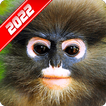 Monkey Wallpaper