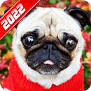 Pug Wallpaper APK