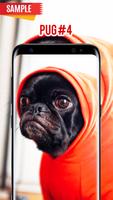 Pug Wallpaper скриншот 3