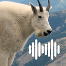 Goat Hunting Calls APK
