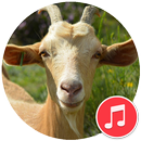 Goat Sounds APK